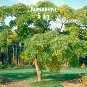 Комплект 5шт / Бархат Амурский