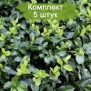 Саженцы бересклета Колоратус (Coloratus) -  5 шт.