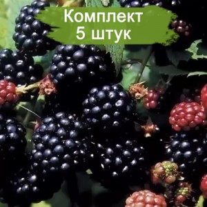 Комплект 5шт / Ежемалина Дарроу (черная)