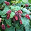 Саженцы ежемалины Логан Берри (Loganberry) -  5 шт.