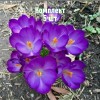 Комплект 5шт / Крокус Томазини Барс Пёрпл: фото и описание