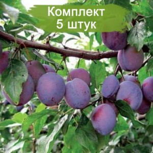 Комплект 5шт / Слива Заречная (Ранняя/Фиолетовая)