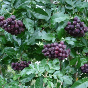 Сеянец Сирень Зоя Космодемьянская