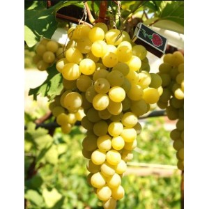 Виноград Италия