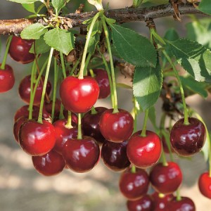 Вишня Алекса